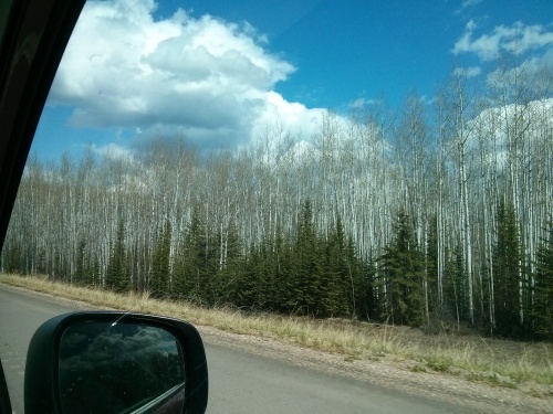 Rows and rows of tall, white birch trees. Really beautiful and different. 